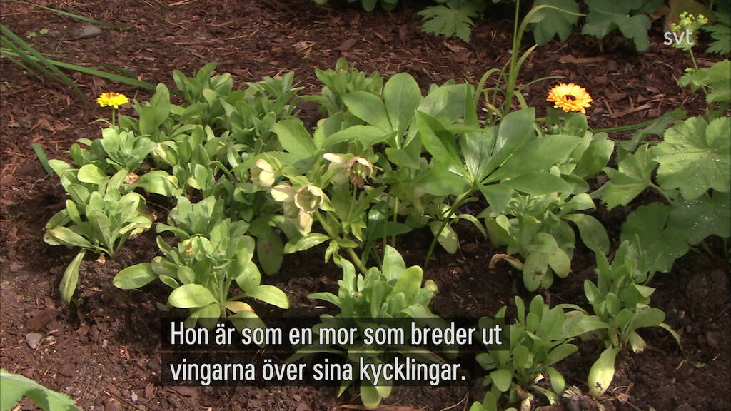 d-r-ingen-skulle-tro-att-n-gon-kunde-bo-avsnitt-6-svt-play