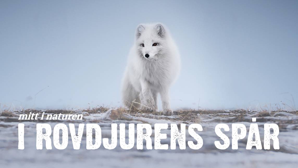 I rovdjurens spår | SVT Play