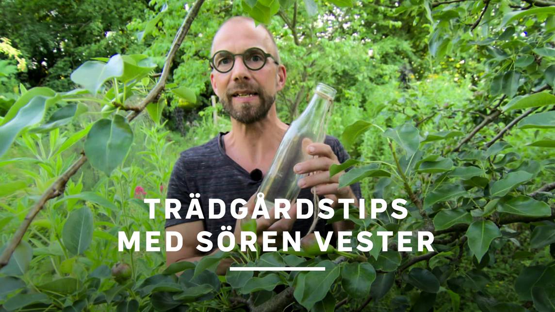 Trädgårdstips med Sören Vester | SVT Play