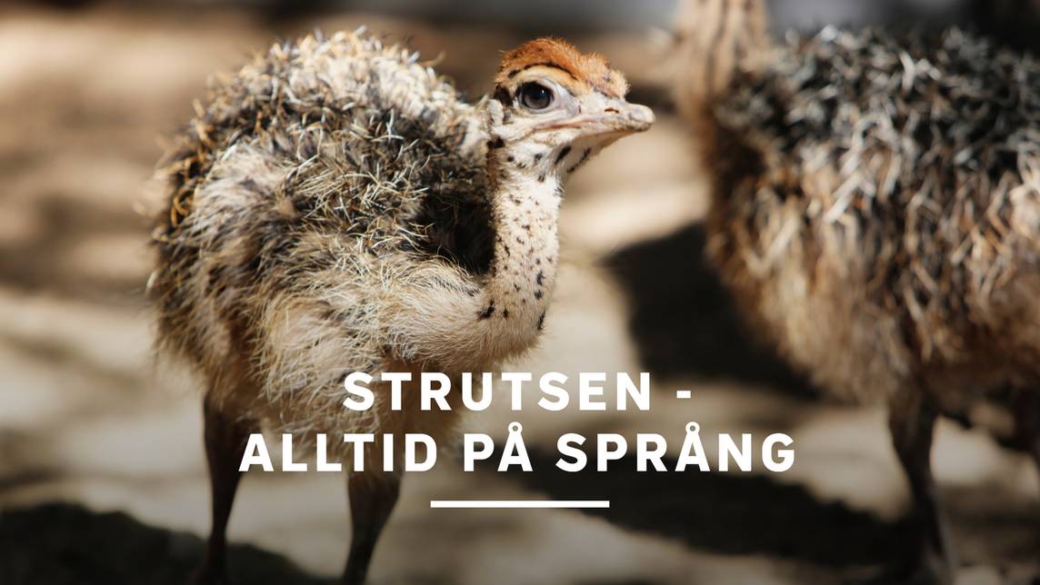 Strutsen - alltid på språng | SVT Play