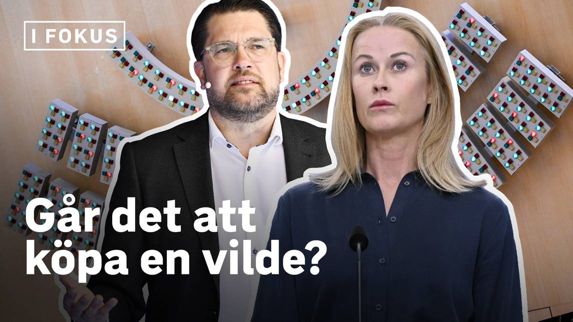 Går det att köpa en vilde?