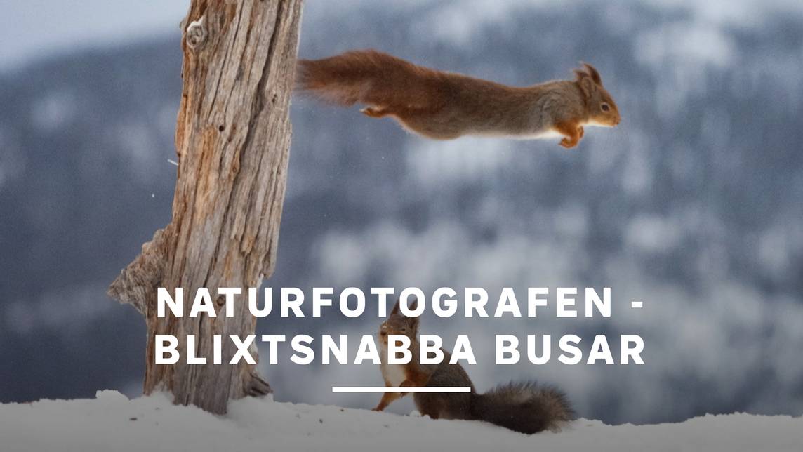 Naturfotografen - blixtsnabba busar | SVT Play