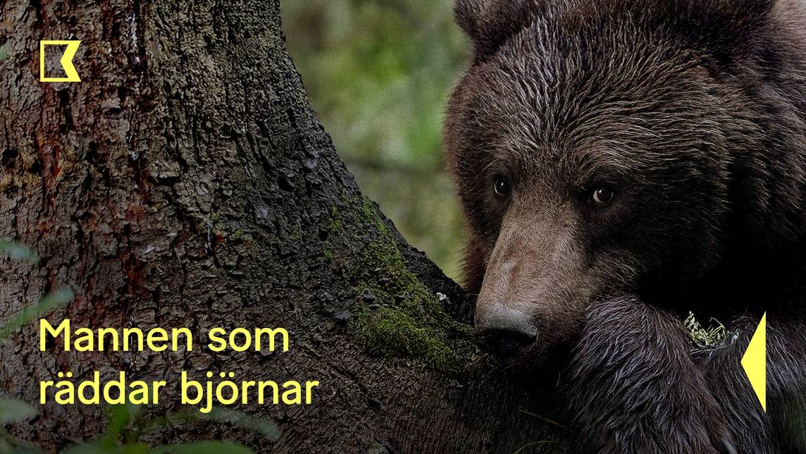 Mannen som räddar björnar | SVT Play