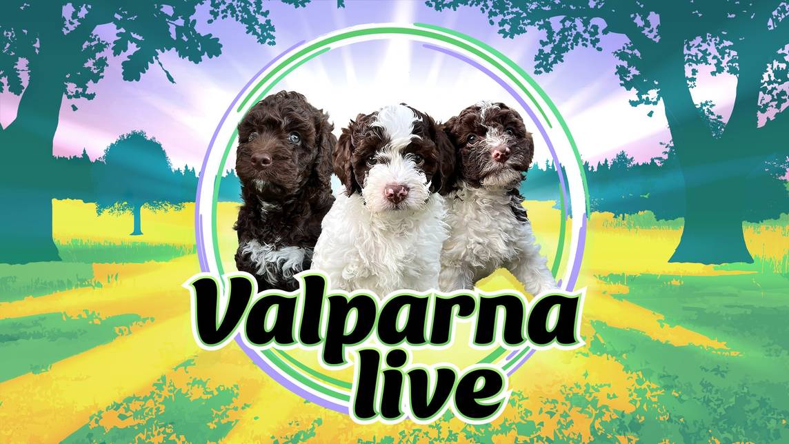 Valparna live – Inatt 00:00 | SVT Play