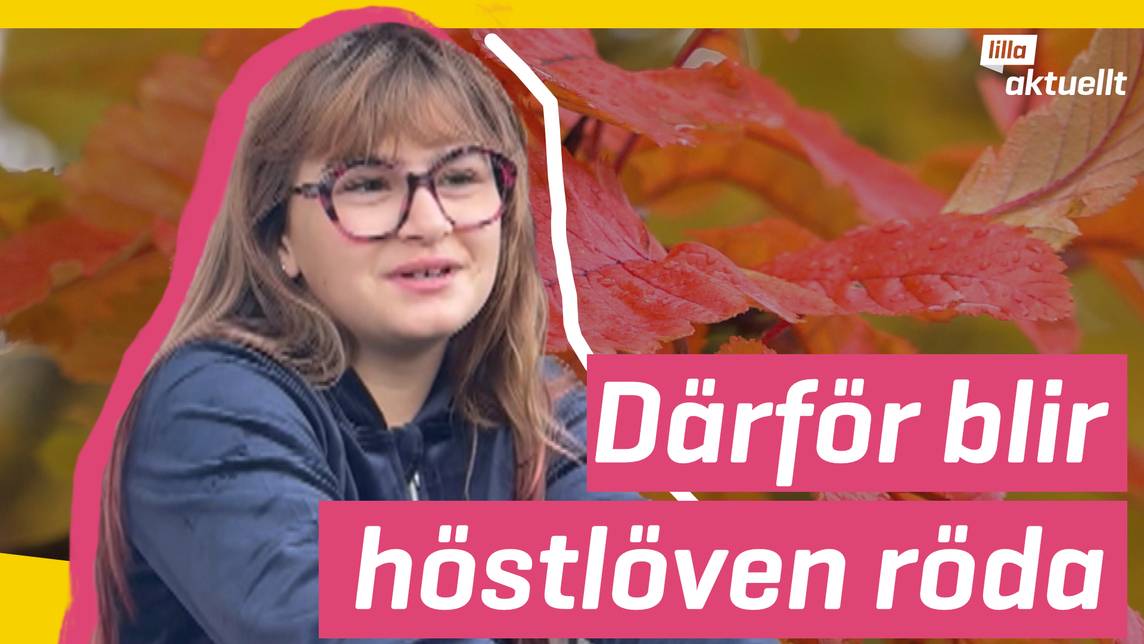 Lilla Aktuellt & Lilla Aktuellt skola – Meteorologen förklarar hösten ...