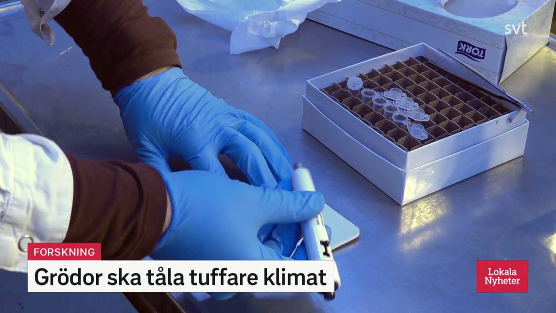 Lokala Nyheter Västerbotten – Igår 08:07 | SVT Play