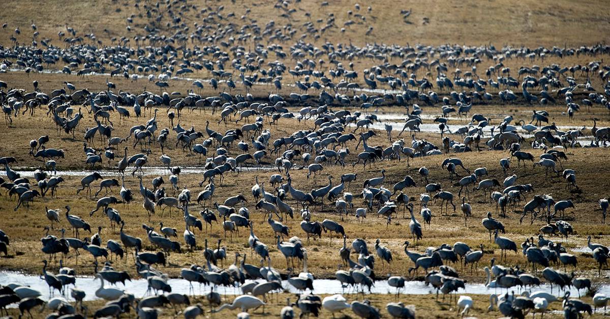 Höstrekord för tranor vid SVT Nyheter