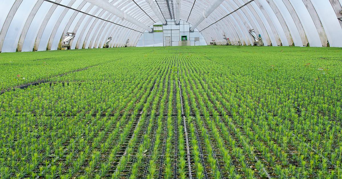 Теплицы для селекции. Рамиль марданов егорьевские теплицы. Гидропонная ферма. Теплицы для селекции. Гидропонная теплица тимирязева.