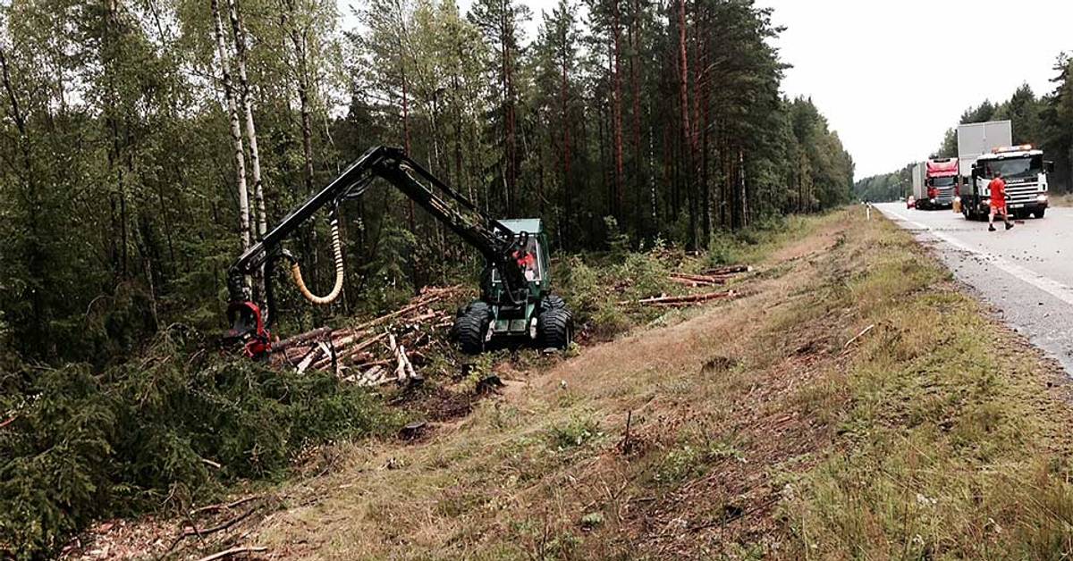 Fallande träd är en livsfara | SVT Nyheter