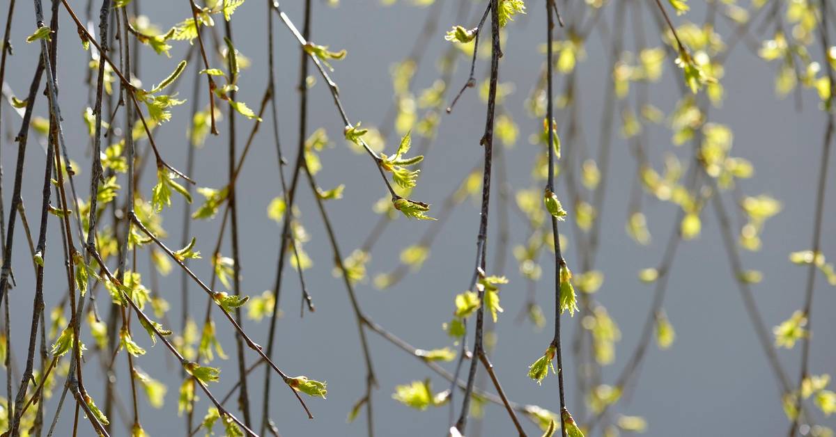 Warning for high levels of birch pollen in Stockholm Teller Report