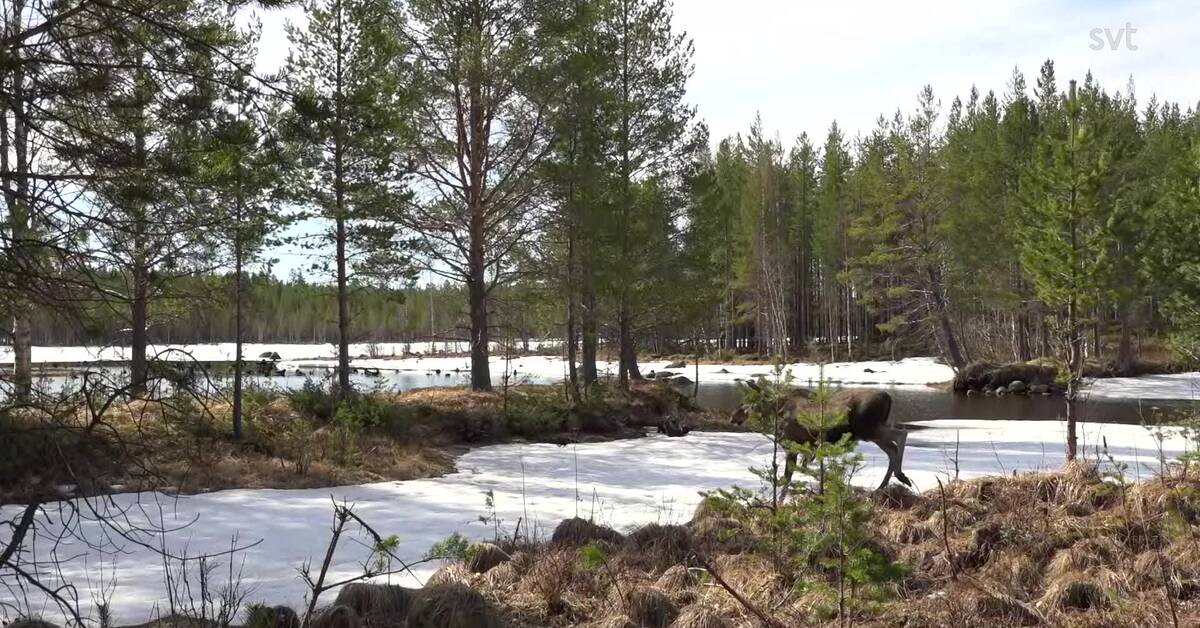 Den stora älgvandringen förlängs med tre dagar ”Stort tryck de senaste dagarna” SVT Nyheter
