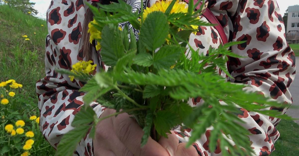 List Edible plants "The flower buds taste like broccoli" Teller Report