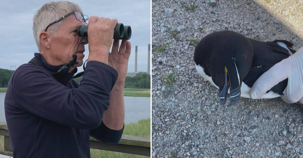 Så vet du att fågeln har fågelinfluensa SVT Nyheter