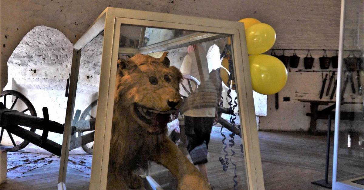 Here, the unique lion at Gripsholm castle is wooed with balloons