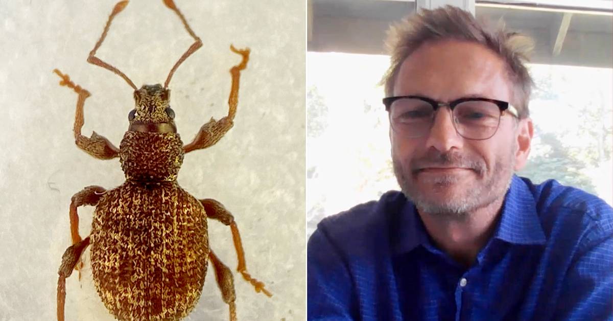 Martin upptäckte tre nya insektsarter på två dagar: ”Buskarna var ...