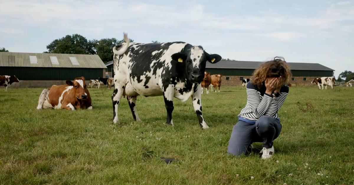 Una mucca curiosa vuole tempo per guardare la TV – interrompe il giornalista SVT