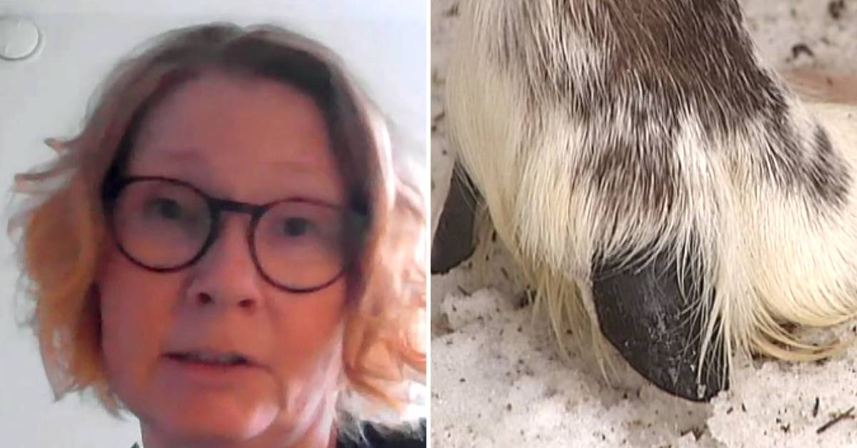 Falsk alarm for infisert rein i Norge: reinflokken kan ha vært i Västerbotten