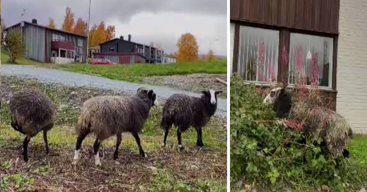 Ici les moutons paissent au milieu du quartier résidentiel – les voisins protestent