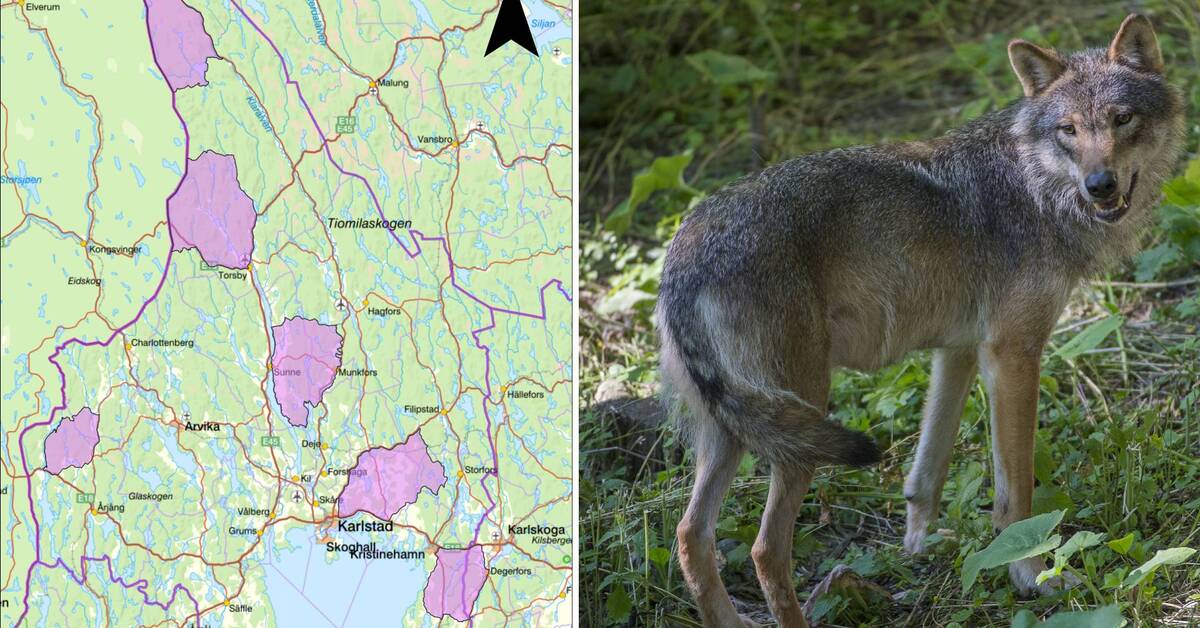 Klart: 30 ulver kan bli felt i Värmland i vinter