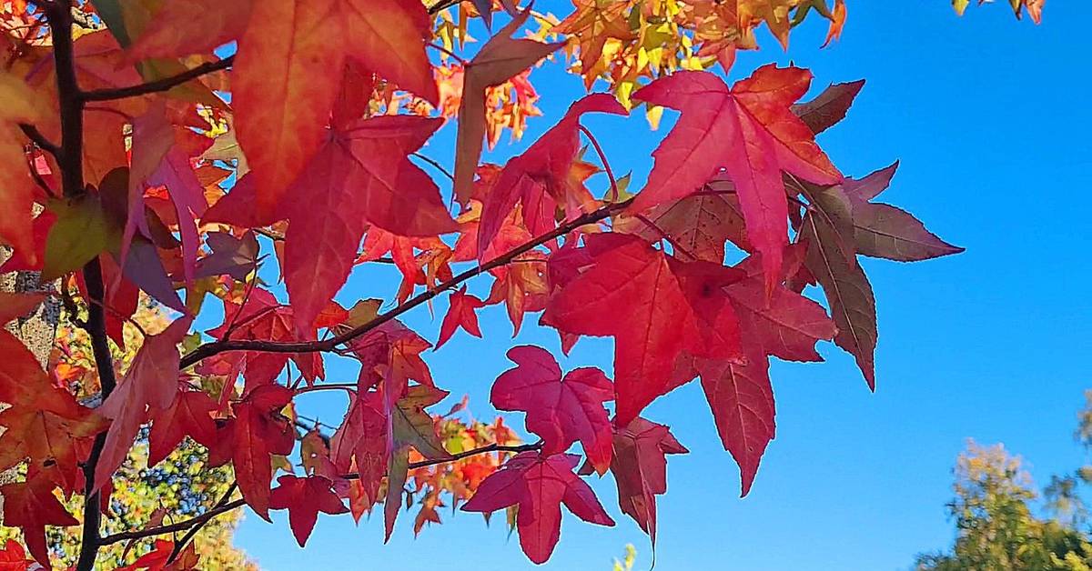 The autumn colors are here - that's what happens when the leaves change ...