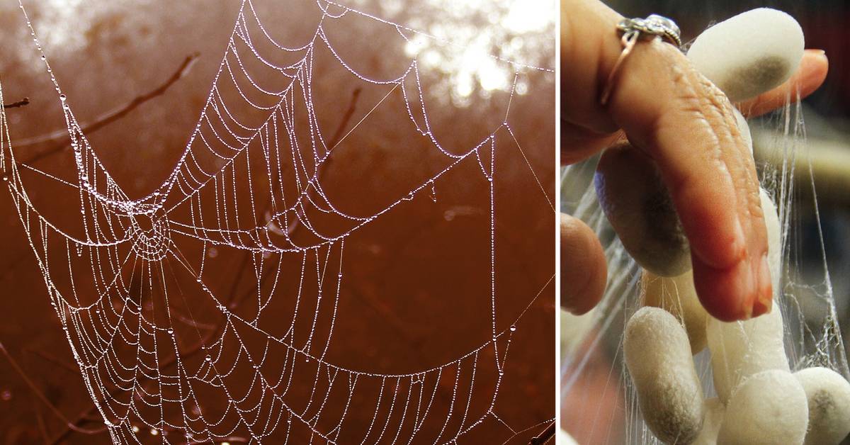 New supersilk stronger than spider thread Teller Report