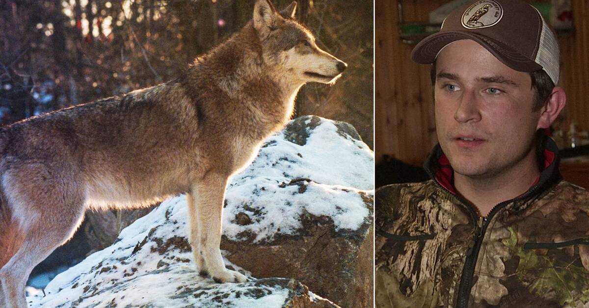 Den største ulvejakten i moderne tid: jakt på begge sider av grensen til Norge