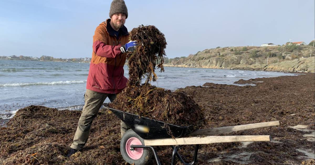 Jonathan in Åsa collects seaweed from the beach for the garden