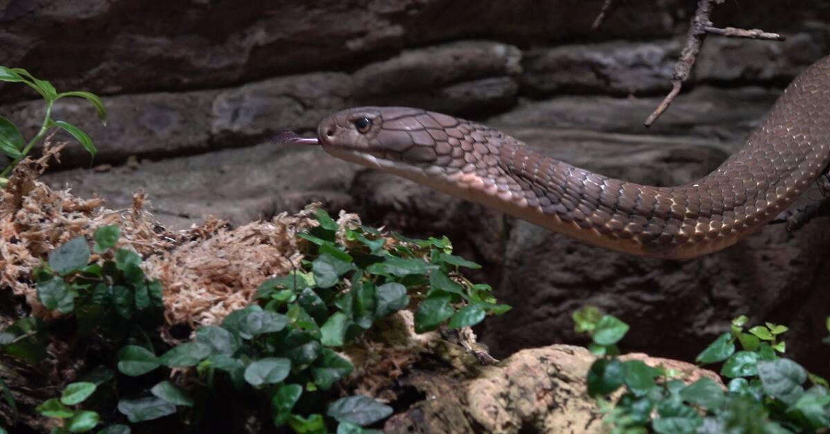 King cobra Sir Väs back in the terrarium Teller Report