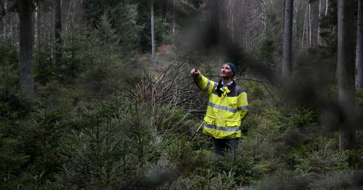 Spruce bark beetle may cause more power outages this winter Teller Report