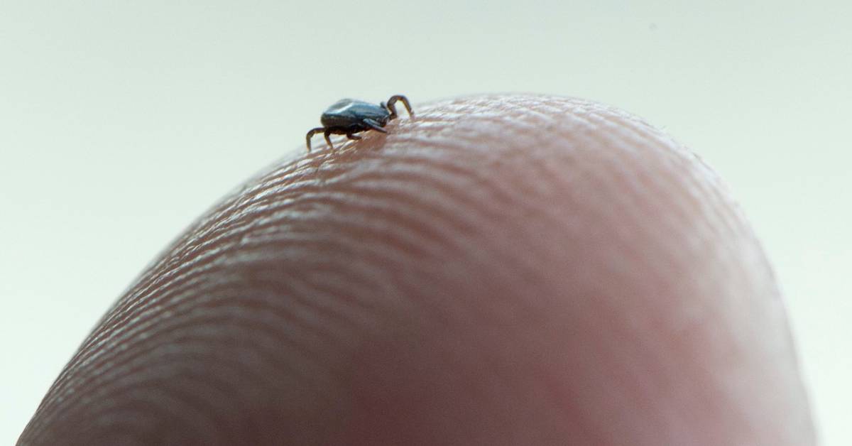 Dopo la top list dello scorso anno, meno casi di TBE nella Scania