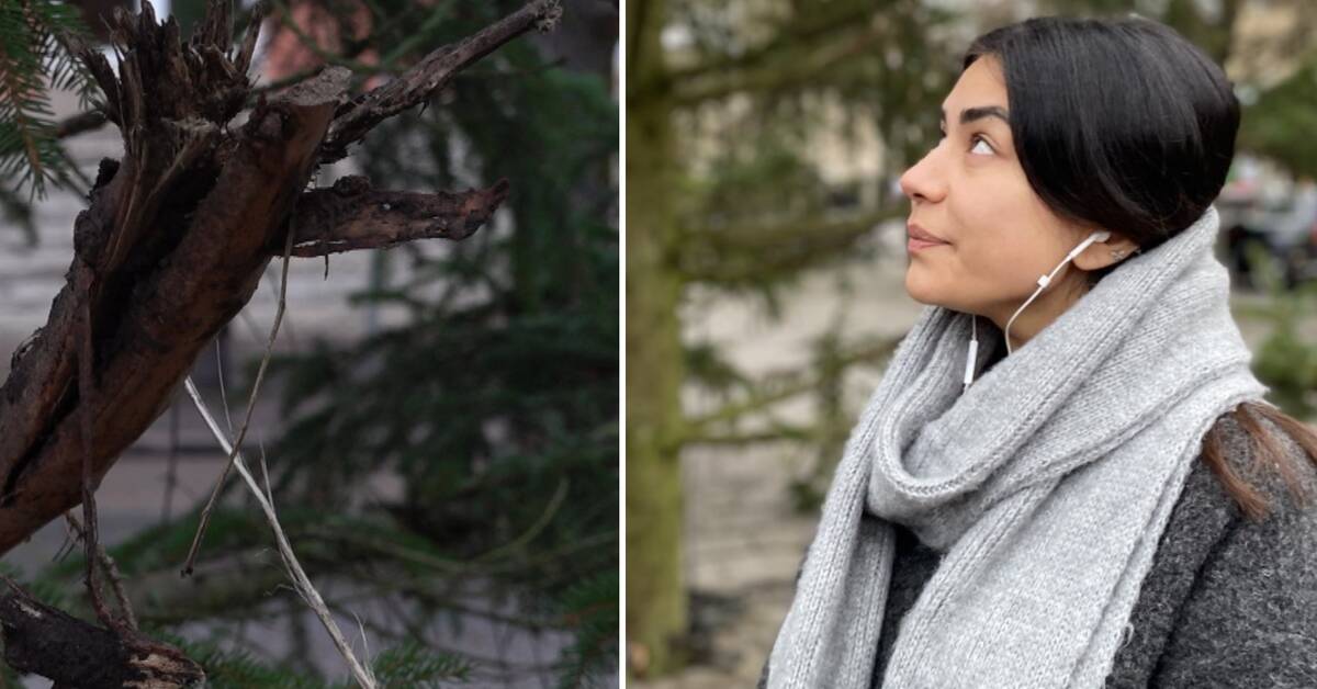 Årets julgran i Mjölby ”Ser ut som ett kalhygge” SVT Nyheter