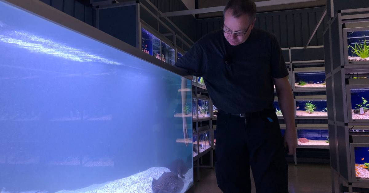 JanÅke in Åled cannot draw a salary from the aquarium shop needs the