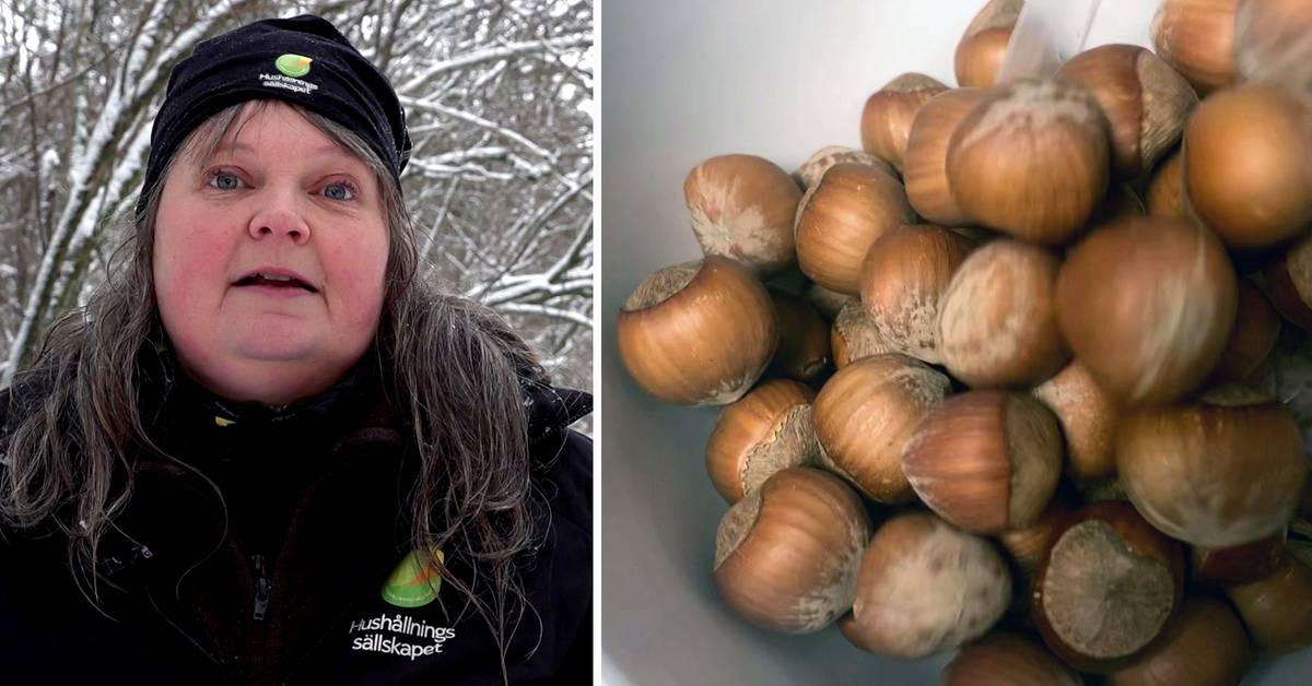 The household company invests in hazelnuts wants to see largescale cultivation in Halland