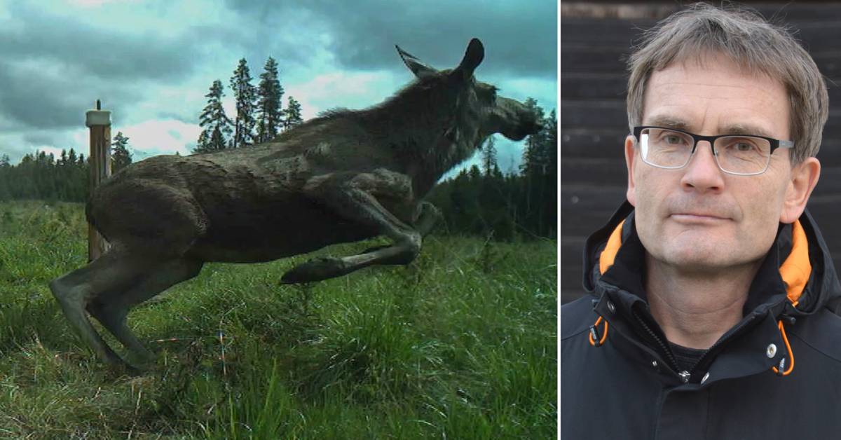 Research project How best to scare wild animals to reduce wildlife