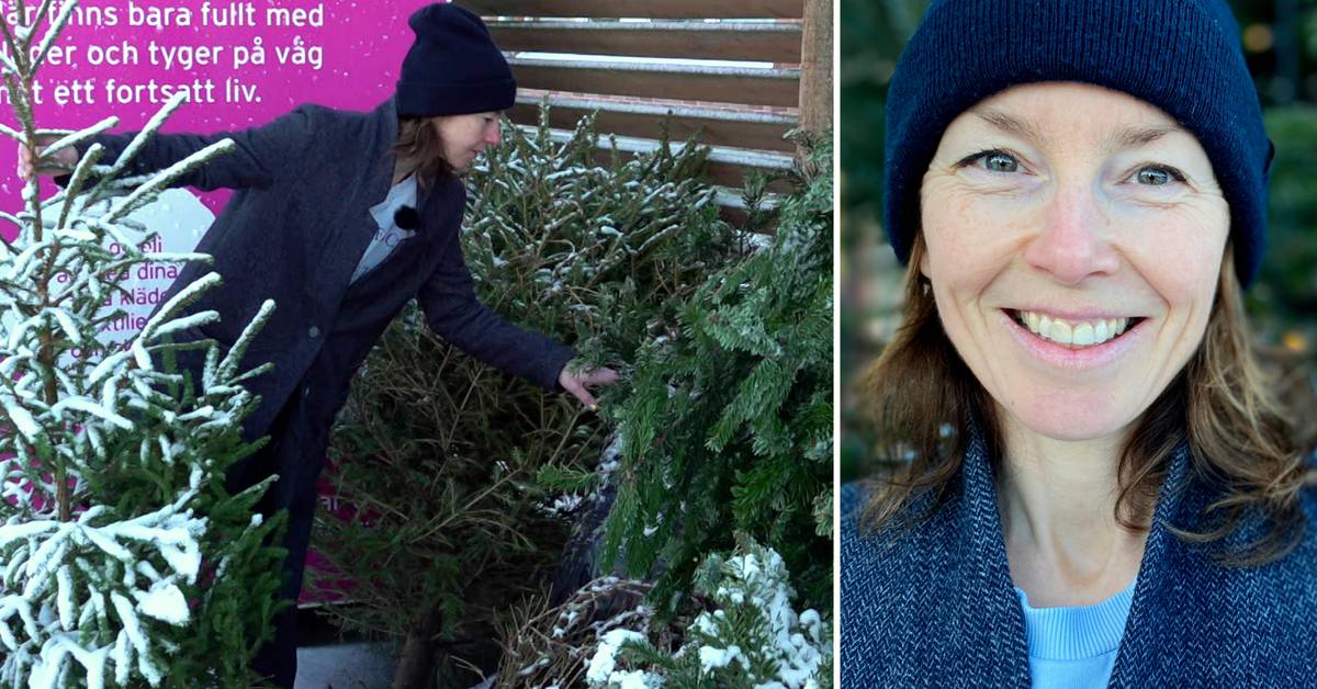 The Strängnäs residents' Christmas trees are to be sunk in Lake Mälaren