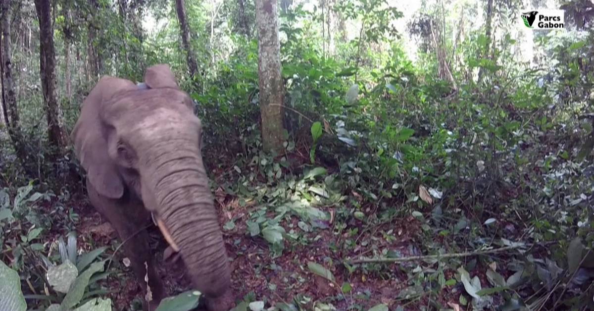 New study Forest elephants save the climate in Africa's rainforests