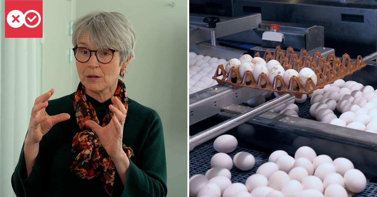 Salmonella infection in the egg giant largest outbreak according to