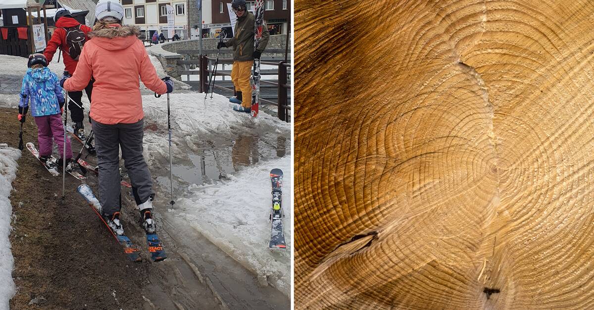 Gli anelli annuali rivelano: un mese di neve in meno sulle Alpi