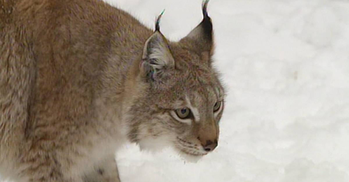 License hunting for lynx in Värmland begins Teller Report