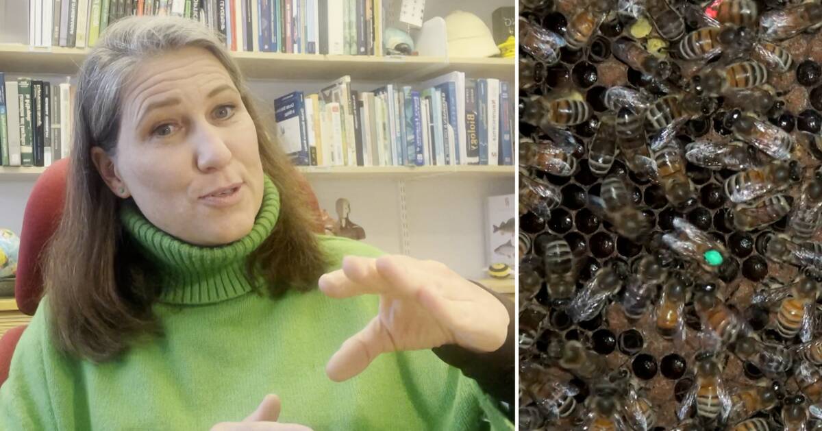 This is how bees learn to show the way to good nectar