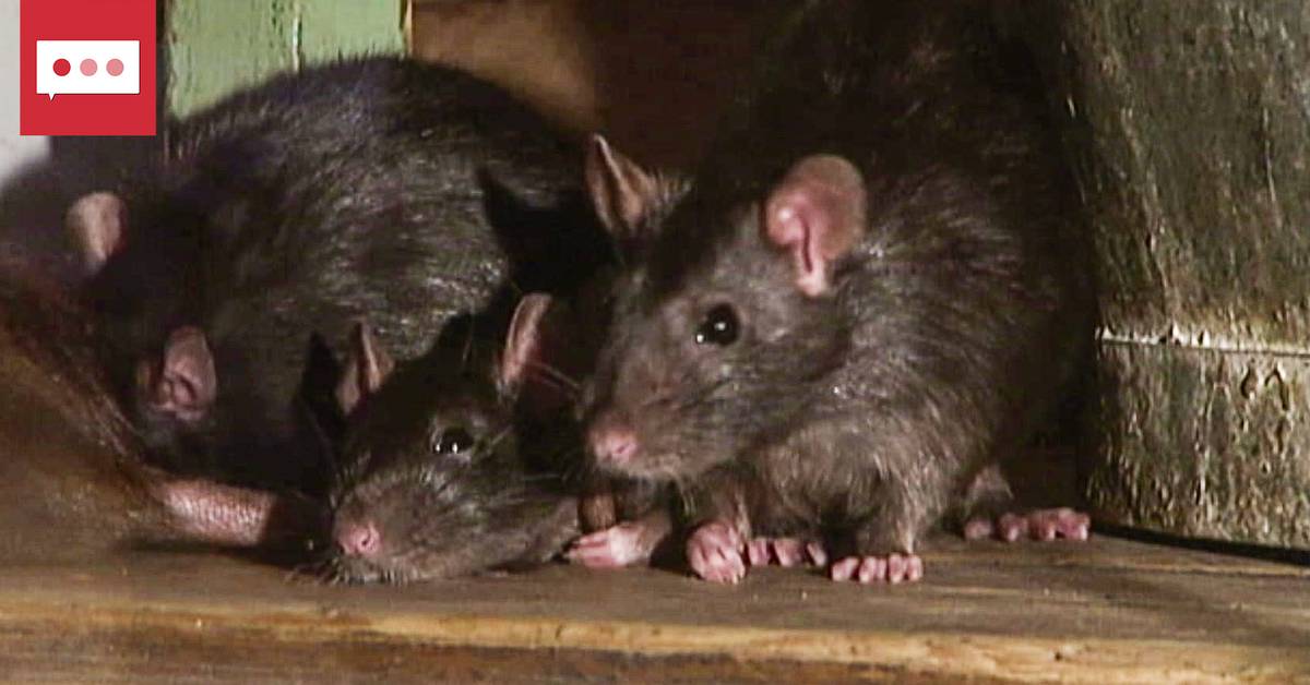 Experten: Så undviker du råttor i hemmet | SVT Nyheter