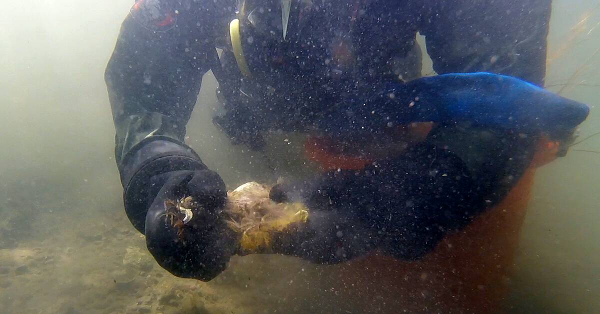 How the freshly protected oyster is harvested Teller Report