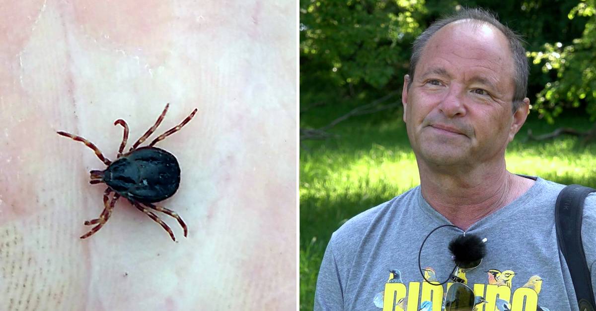 Warmer climate can cause ticks with hemorrhagic fever virus in Sweden