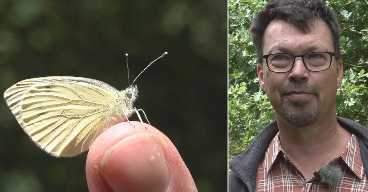 Researchers in Lund Dry blow to butterflies several species are