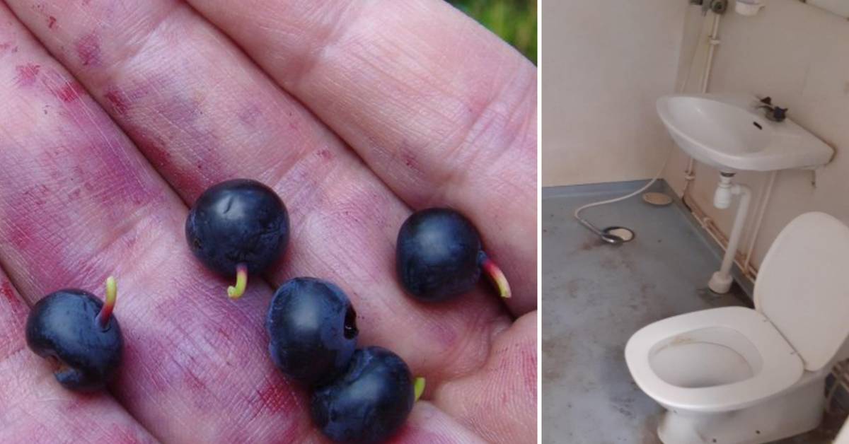 Berry company in Hällnäs loses all its 330 berry pickers Teller Report