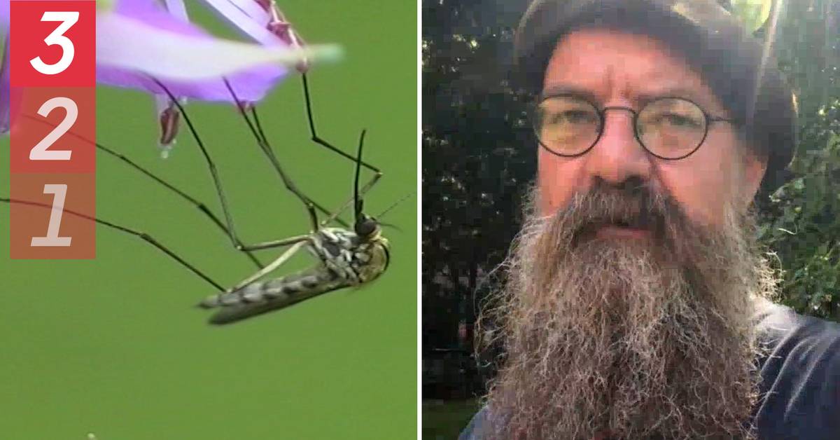 Invasion of aggressive mosquitoes Researcher "Bites instantly