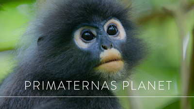 Att stå ut med sina släktingar kan fresta tålamodet, även hos de rökgrå langurerna i Malaysias regnskog. - Världens natur: Primaternas planet