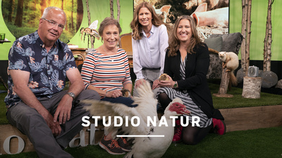 Bent Christensen, Kristina Snuttan Sundell , programledare Linda Olofsson och Marie Dacke - Studio natur