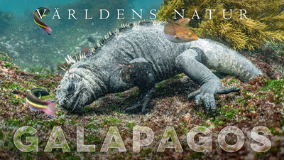 Världens natur: Galapagos. Brittisk naturfilm från 2021.