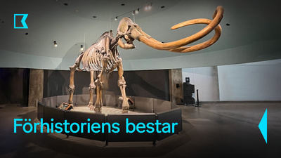 Komplett mammut-skelett på display vid La Brea Tar Pits and Museum, LA. - Förhistoriens bestar
